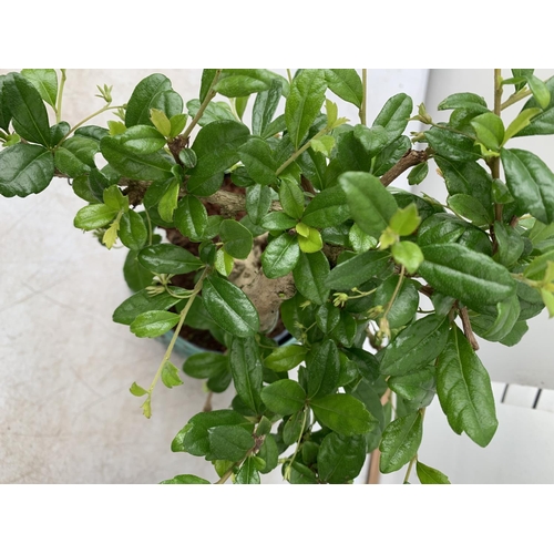 77 - TWO INDOOR BONSAI TREES IN CIRCULAR CERAMIC POTS. ONE FICUS (FIG) AND ONE CARMONA APPROX 40CM IN HEI... 