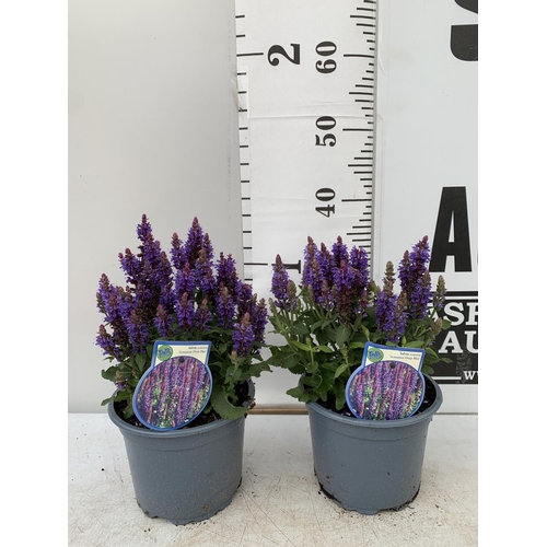 79 - TWO SALVIA NEMOROSA 'SENSATION DEEP BLUE' IN 2 LTR POTS APPROX 40CM IN HEIGHT PLUS VAT TO BE SOLD FO... 