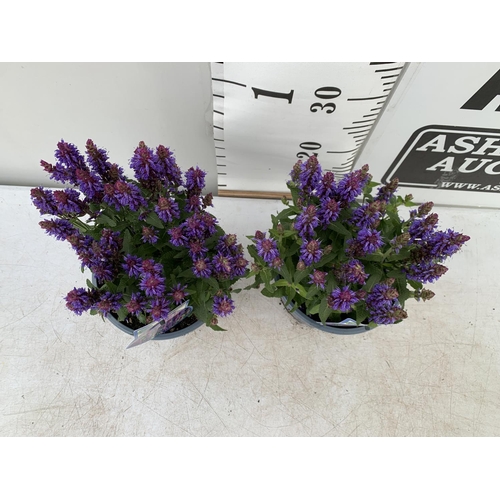 79 - TWO SALVIA NEMOROSA 'SENSATION DEEP BLUE' IN 2 LTR POTS APPROX 40CM IN HEIGHT PLUS VAT TO BE SOLD FO... 