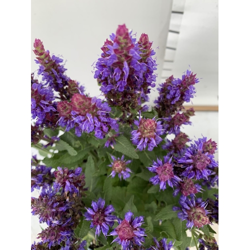 79 - TWO SALVIA NEMOROSA 'SENSATION DEEP BLUE' IN 2 LTR POTS APPROX 40CM IN HEIGHT PLUS VAT TO BE SOLD FO... 