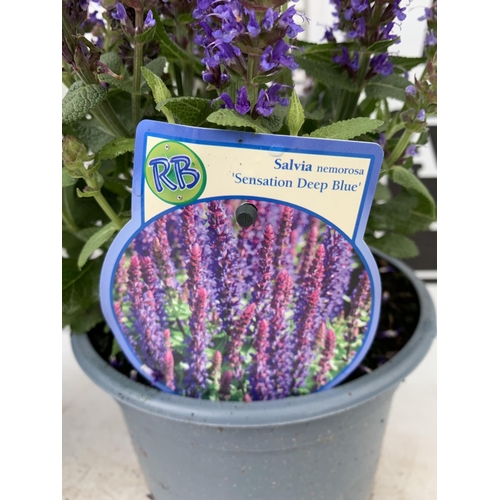 79 - TWO SALVIA NEMOROSA 'SENSATION DEEP BLUE' IN 2 LTR POTS APPROX 40CM IN HEIGHT PLUS VAT TO BE SOLD FO... 