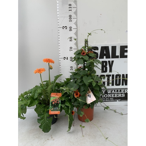 80 - MIXED LOT OF ONE ORANGE BLACK EYED SUSAN ALATA THUNBERGIA AND ONE LARGE ORANGE GERBERA BOTH IN 3 LTR... 