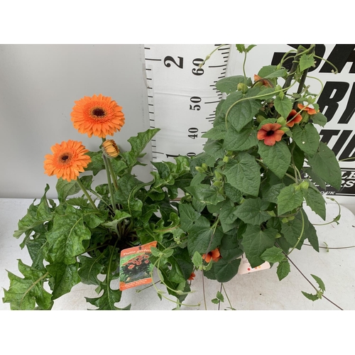 80 - MIXED LOT OF ONE ORANGE BLACK EYED SUSAN ALATA THUNBERGIA AND ONE LARGE ORANGE GERBERA BOTH IN 3 LTR... 