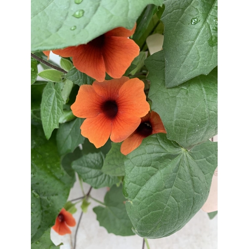 80 - MIXED LOT OF ONE ORANGE BLACK EYED SUSAN ALATA THUNBERGIA AND ONE LARGE ORANGE GERBERA BOTH IN 3 LTR... 