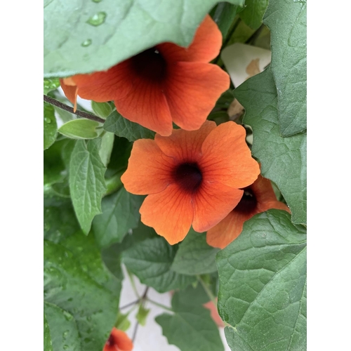 80 - MIXED LOT OF ONE ORANGE BLACK EYED SUSAN ALATA THUNBERGIA AND ONE LARGE ORANGE GERBERA BOTH IN 3 LTR... 