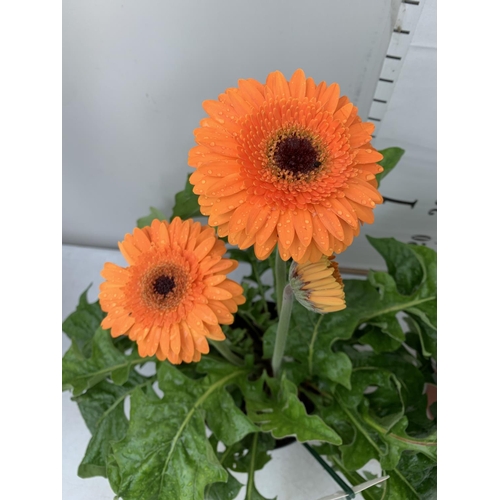 80 - MIXED LOT OF ONE ORANGE BLACK EYED SUSAN ALATA THUNBERGIA AND ONE LARGE ORANGE GERBERA BOTH IN 3 LTR... 