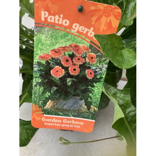 80 - MIXED LOT OF ONE ORANGE BLACK EYED SUSAN ALATA THUNBERGIA AND ONE LARGE ORANGE GERBERA BOTH IN 3 LTR... 