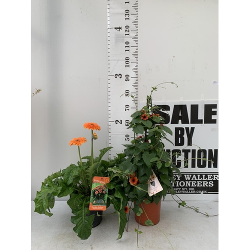 80 - MIXED LOT OF ONE ORANGE BLACK EYED SUSAN ALATA THUNBERGIA AND ONE LARGE ORANGE GERBERA BOTH IN 3 LTR... 