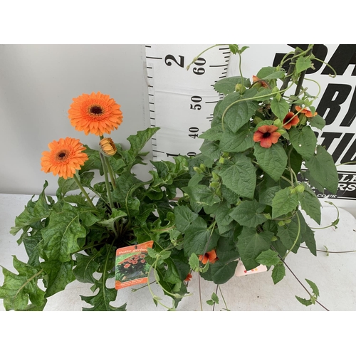 80 - MIXED LOT OF ONE ORANGE BLACK EYED SUSAN ALATA THUNBERGIA AND ONE LARGE ORANGE GERBERA BOTH IN 3 LTR... 