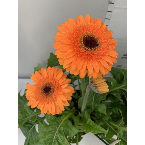 80 - MIXED LOT OF ONE ORANGE BLACK EYED SUSAN ALATA THUNBERGIA AND ONE LARGE ORANGE GERBERA BOTH IN 3 LTR... 