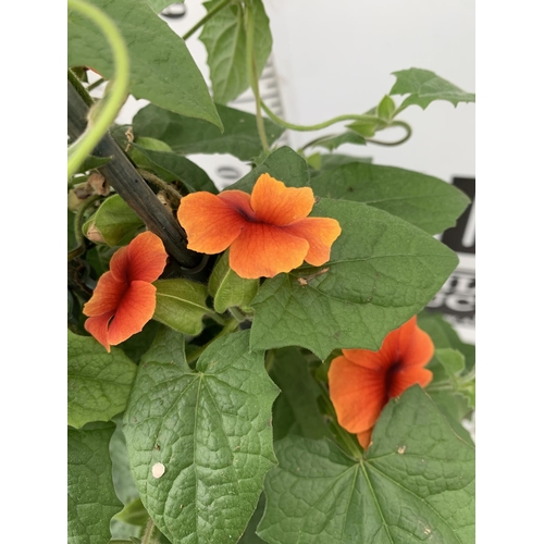 80 - MIXED LOT OF ONE ORANGE BLACK EYED SUSAN ALATA THUNBERGIA AND ONE LARGE ORANGE GERBERA BOTH IN 3 LTR... 