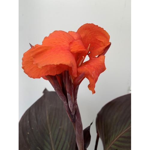 85 - TWO EXCLUSIVE VARIETY LARGE CANNA RED VELVET IN FLOWER APPROX 80CM IN HEIGHT IN 2 LTR POTS PLUS VAT ... 