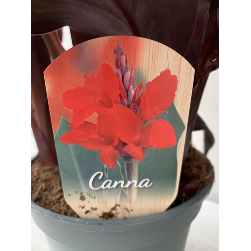 85 - TWO EXCLUSIVE VARIETY LARGE CANNA RED VELVET IN FLOWER APPROX 80CM IN HEIGHT IN 2 LTR POTS PLUS VAT ... 