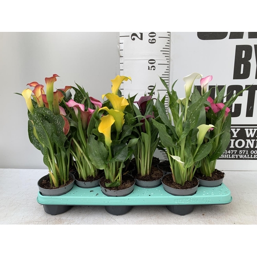 86 - TWELVE ZANTEDESCHIA CALLA LILLIES IN P10 POTS ON A TRAY APPROX 40CM IN HEIGHT PLUS VAT TO BE SOLD FO... 