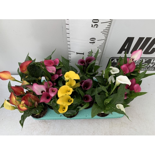 86 - TWELVE ZANTEDESCHIA CALLA LILLIES IN P10 POTS ON A TRAY APPROX 40CM IN HEIGHT PLUS VAT TO BE SOLD FO... 