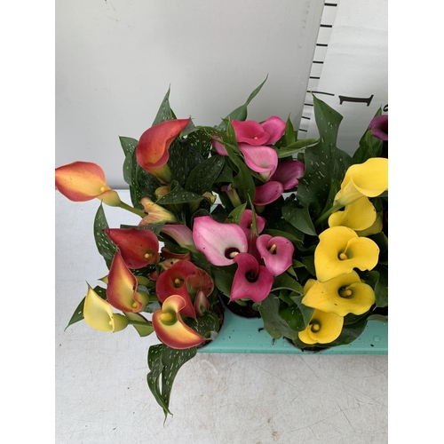 86 - TWELVE ZANTEDESCHIA CALLA LILLIES IN P10 POTS ON A TRAY APPROX 40CM IN HEIGHT PLUS VAT TO BE SOLD FO... 