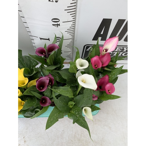 86 - TWELVE ZANTEDESCHIA CALLA LILLIES IN P10 POTS ON A TRAY APPROX 40CM IN HEIGHT PLUS VAT TO BE SOLD FO... 