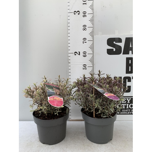 89 - TWO LARGE HEBE MAGICOLOURS 'MAGIC SUMMER' AND 'HEARTBREAKER' IN 5 LTR POTS APPROX 45CM IN HEIGHT PLU... 