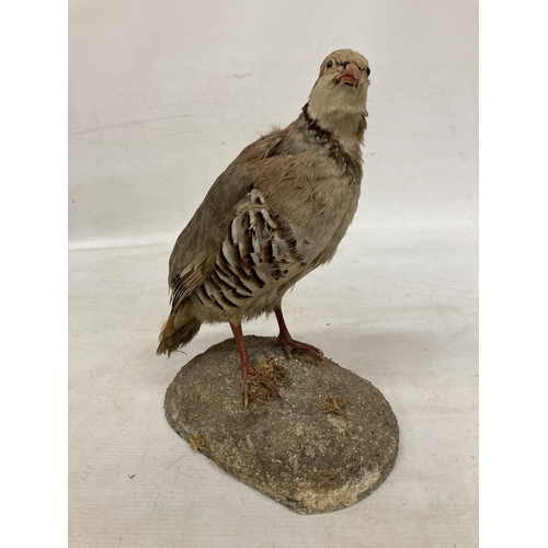 64 - A TAXIDERMY FRENCH PARTRIDGE