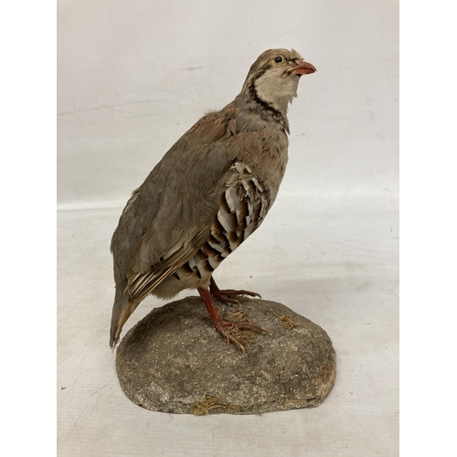 64 - A TAXIDERMY FRENCH PARTRIDGE