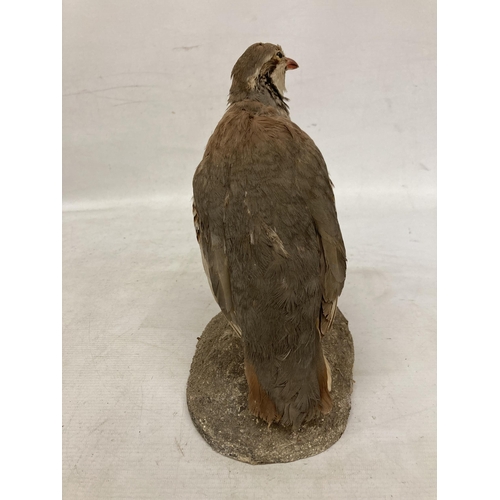 64 - A TAXIDERMY FRENCH PARTRIDGE