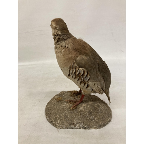 64 - A TAXIDERMY FRENCH PARTRIDGE