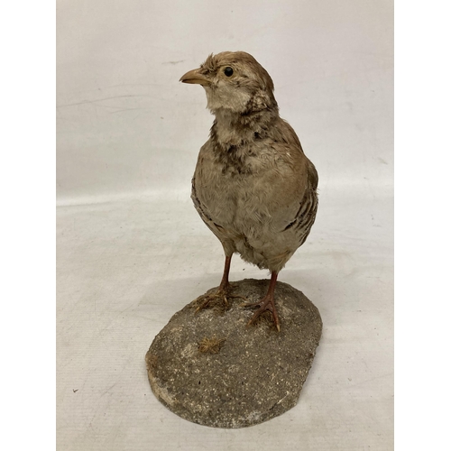 64 - A TAXIDERMY FRENCH PARTRIDGE