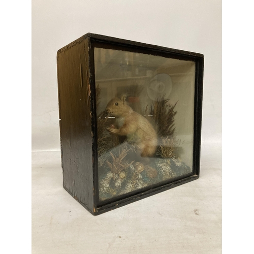 68 - A TAXIDERMY SQUIRREL IN A GLAZED WOODEN BOX IN HABITAT WITH FOLIAGE, NUTS, SNAILS, ETC., 13 X 13 X 7... 