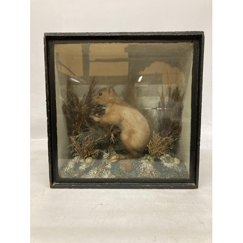 68 - A TAXIDERMY SQUIRREL IN A GLAZED WOODEN BOX IN HABITAT WITH FOLIAGE, NUTS, SNAILS, ETC., 13 X 13 X 7... 