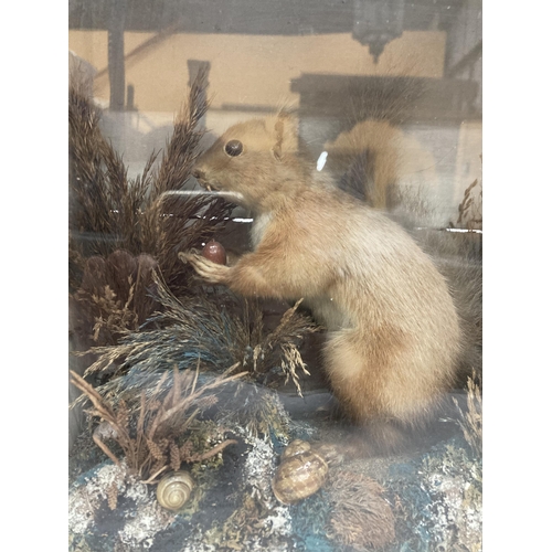 68 - A TAXIDERMY SQUIRREL IN A GLAZED WOODEN BOX IN HABITAT WITH FOLIAGE, NUTS, SNAILS, ETC., 13 X 13 X 7... 