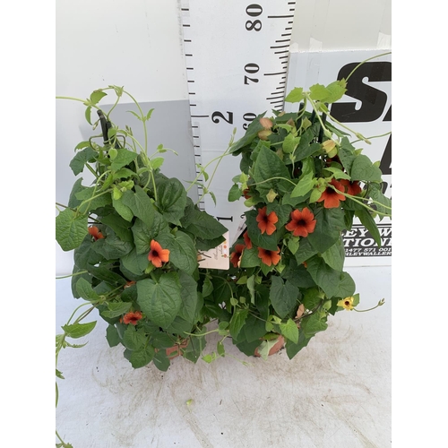 4 - TWO BLACK-EYED SUSAN THUNBERGIA ALATA DEEP ORANGE IN 3 LTR POTS APPROX 80CM IN HEIGHT PLUS VAT TO BE... 