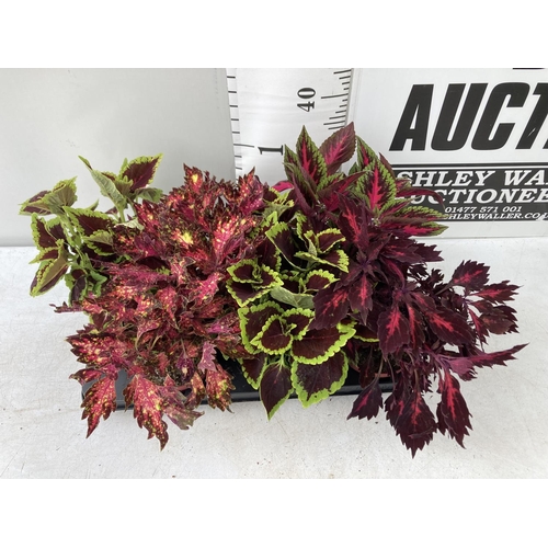 10 - SIX VARIEGATED COLEUS IN 1.3 LITRE POTS TO BE SOLD FOR THE SIX PLUS VAT