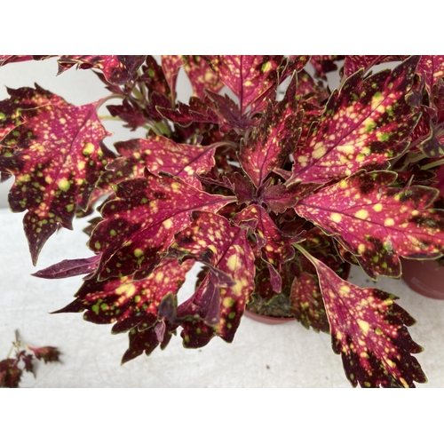 10 - SIX VARIEGATED COLEUS IN 1.3 LITRE POTS TO BE SOLD FOR THE SIX PLUS VAT