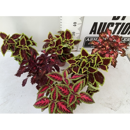 10 - SIX VARIEGATED COLEUS IN 1.3 LITRE POTS TO BE SOLD FOR THE SIX PLUS VAT