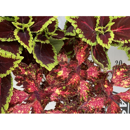 10 - SIX VARIEGATED COLEUS IN 1.3 LITRE POTS TO BE SOLD FOR THE SIX PLUS VAT