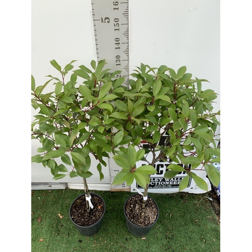 12 - A PAIR OF STANDARD PHOTINIA FRASERI RED ROBIN TREES 140CM TALL IN A 10 LTR POT TO BE SOLD FOR THE PA... 