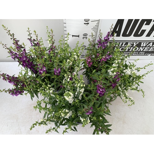 19 - THREE ANGELONIA TRIO WITH THREE COLOURS IN EACH 3 LTR POT APPROX 50CM IN HEIGHT PLUS VAT TO BE SOLD ... 