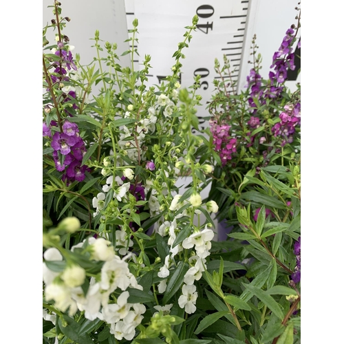 19 - THREE ANGELONIA TRIO WITH THREE COLOURS IN EACH 3 LTR POT APPROX 50CM IN HEIGHT PLUS VAT TO BE SOLD ... 