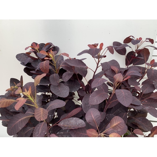 23 - TWO COTINUS COGGYGRIA ROYAL PURPLE SMOKE BUSH IN 3 LTR POTS APPROX 70CM IN HEIGHT PLUS VAT TO BE SOL... 