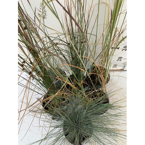 27 - SIX MIXED ORNAMENTAL GRASSES TO INCLUDE  TWO CALAMAGROSTIS OVERDAM, TWO FESTUCA 'ELIJAH BLUE', AND T... 