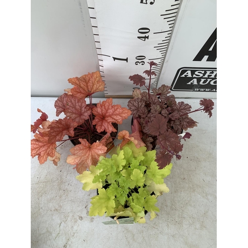 28 - THREE MIXED HEUCHERAS BABY BELLS CINNAMON GLAZE, LIME MARMALADE AND PAPRIKA IN 2 LTR POTS 30-40CM IN... 