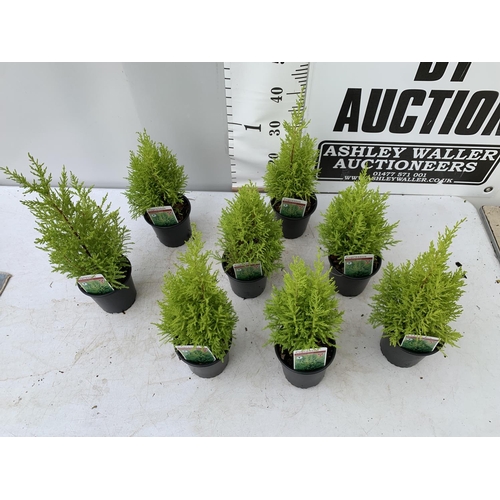 37 - EIGHT CONIFERS CUPRESSUS MACROCARPA 'WILMA' IN 1 LTR POTS APPROX 50CM IN HEIGHT PLUS VAT TO BE SOLD ... 