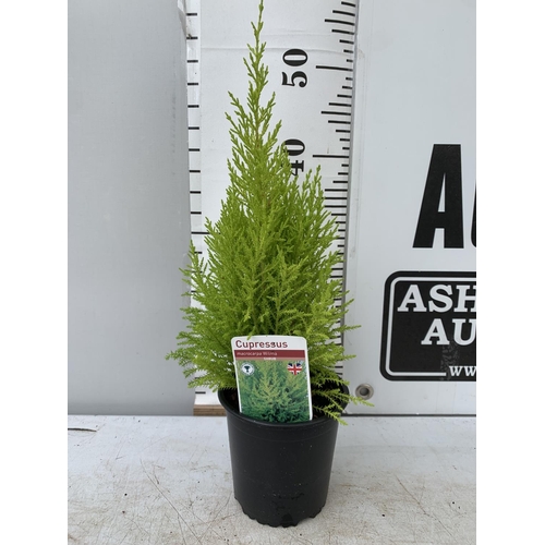 37 - EIGHT CONIFERS CUPRESSUS MACROCARPA 'WILMA' IN 1 LTR POTS APPROX 50CM IN HEIGHT PLUS VAT TO BE SOLD ... 