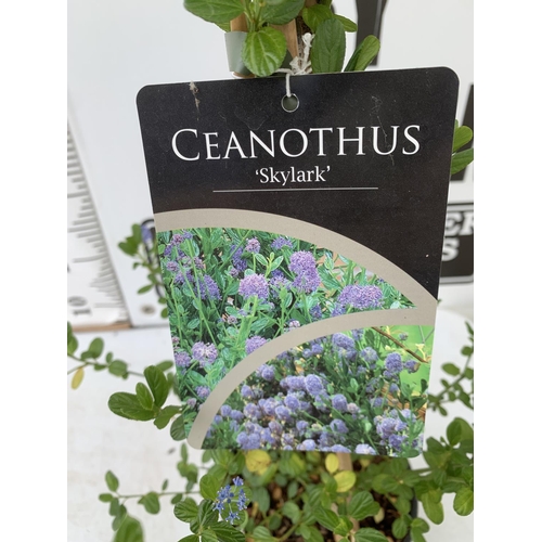 40 - TWO CEANOTHUS 'SKYLARK' IN 2 LTR POTS ON A PYRAMID FRAME APPROX 60-70CM IN HEIGHT PLUS VAT TO BE SOL... 