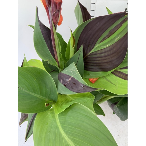 47 - TWO EXCLUSIVE VARIETY LARGE CANNA CLEOPATRA IN FLOWER APPROX 70CM IN HEIGHT IN 2 LTR POTS PLUS VAT T... 