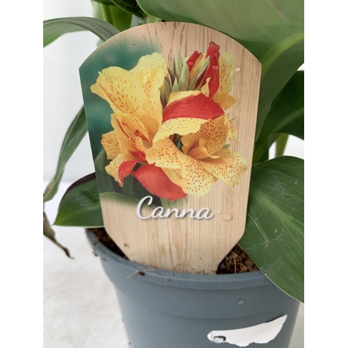 47 - TWO EXCLUSIVE VARIETY LARGE CANNA CLEOPATRA IN FLOWER APPROX 70CM IN HEIGHT IN 2 LTR POTS PLUS VAT T... 