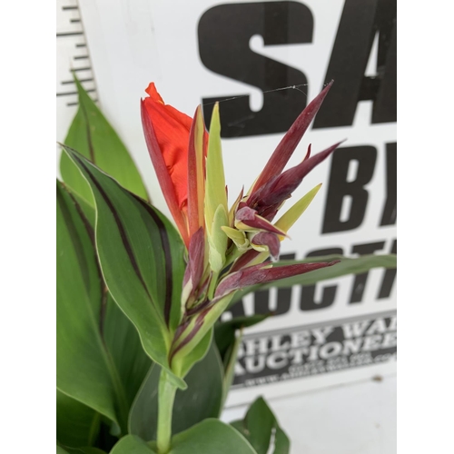 47 - TWO EXCLUSIVE VARIETY LARGE CANNA CLEOPATRA IN FLOWER APPROX 70CM IN HEIGHT IN 2 LTR POTS PLUS VAT T... 