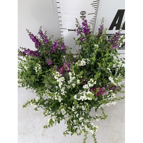 51 - THREE ANGELONIA TRIO WITH THREE COLOURS IN EACH 3 LTR POT APPROX 50CM IN HEIGHT PLUS VAT TO BE SOLD ... 