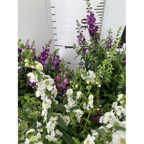 51 - THREE ANGELONIA TRIO WITH THREE COLOURS IN EACH 3 LTR POT APPROX 50CM IN HEIGHT PLUS VAT TO BE SOLD ... 