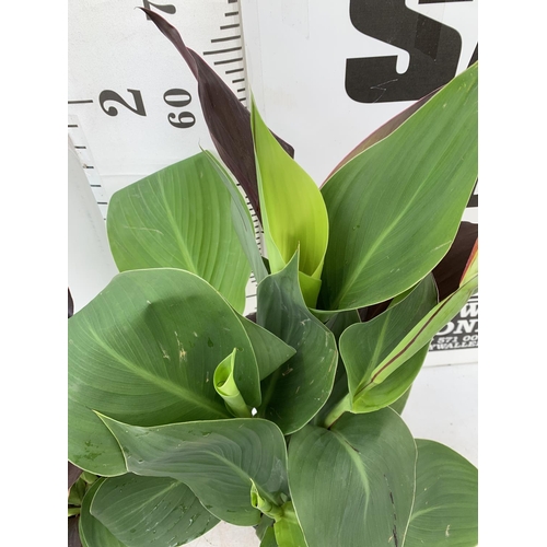 56 - TWO EXCLUSIVE VARIETY LARGE CANNA CLEOPATRA IN FLOWER APPROX 70- 80CM IN HEIGHT IN 2 LTR POTS PLUS V... 